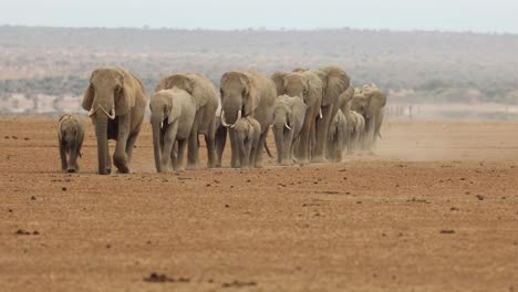 A-herd-of-thirsty-elephants-kick-up-dust-as-they-walk-towards-the-camera-in-Amboseli,-Kenya