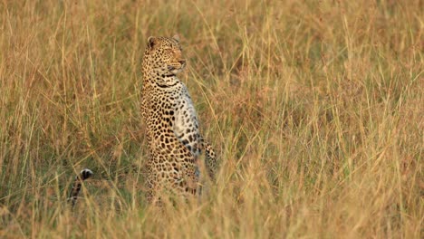 A-hunting-leopard-sitting-upright-in-the-tall-grass-in-the-Masai-Mara,-Kenya