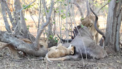A-lioness-feeding-on-a-kudu-carcass-while-her-four-cubs-play-with-it-in-Mashatu-Game-Reserve,-Botswana