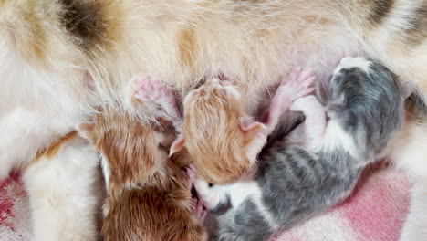 Nahaufnahme-Von-Neugeborenen-Kätzchen,-Die-Auf-Muttermilch-Stillen