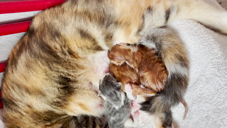 Top-down-view-of-cat-with-three-of-her-new-babies,-still-wet-from-birth
