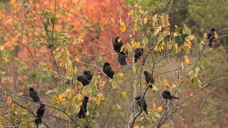 Static-shot,-flock-of-Grackles-perched-on-Small-tree-branches-among-Autumn-leaves