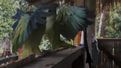 Two-Festive-Amazon-Parrots-Fighting-In-The-Open-Wooden-Hut-In-The-Amazon-Rainforest