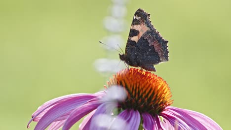 Ein-Kleiner-Schildpatt-Schmetterling-Ernährt-Sich-Im-Sonnenlicht-Von-Sonnenhut-6