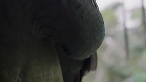Festive-Amazon-Parrot-,-Preening-Its-Plumage.-Closeup