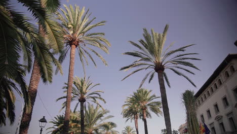 Palm-Trees-Against-A-Blue-Sky-in-Palma-De-Mallorca