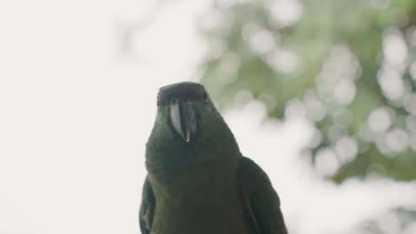 Festlicher-Papagei,-Der-Auf-Den-Wäldern-Im-Amazonas-Regenwald-Von-Ecuador-Ruht