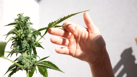 Primer-Plano-Mano-Tocando-Una-Planta-De-Cannabis-En-Un-Día-Soleado-Al-Aire-Libre
