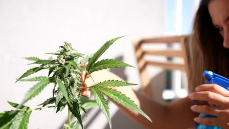 Nahaufnahme-Eines-Schönen-Kaukasischen-Mädchens,-Das-Eine-Cannabispflanze-Im-Freien-Besprüht-Und-Vor-Insekten-Schützt