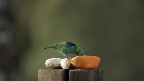 Colorido-Pájaro-Tropical-De-Cabeza-Verde-Tangara-Recogiendo-Frutas,-Estático