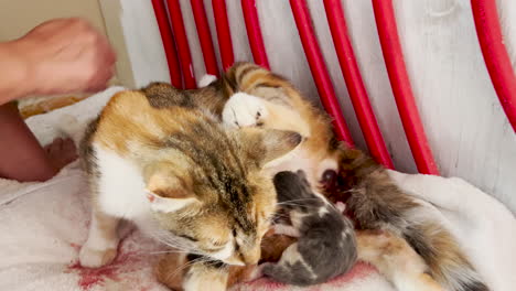 Cat-gives-birth-to-baby-kittens,-slow-motion