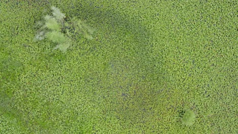 Green-Lillipads-covering-Lake-Skadar-in-Podgorica-Montenegro,-drone-flying-over