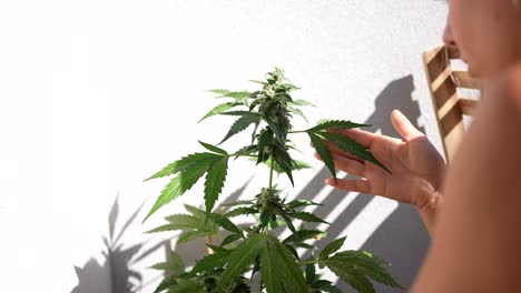 Chica-Cuidando-Su-Planta-De-Cannabis-Al-Aire-Libre