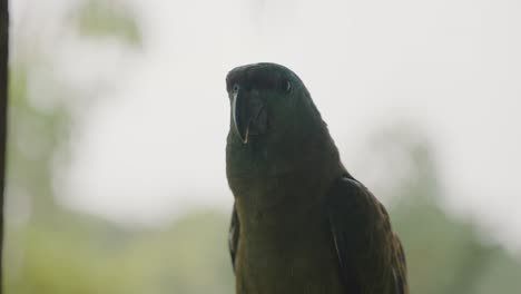 Threatened-Species-Of-Amazon-Parrot,-Festive-Amazon