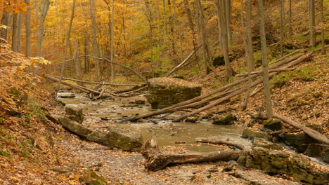 Peaceful-landscape-view-of-a-stream-flowing-through-an-autumnal-forest-with-orange-leaves-falling-down