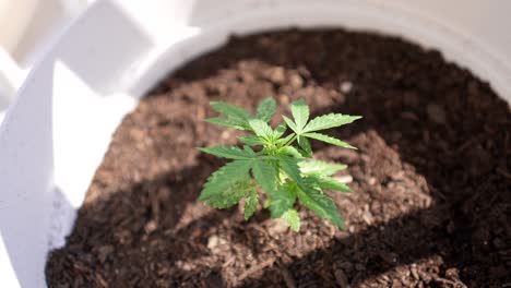 Pequeña-Planta-De-Cannabis-En-Una-Olla