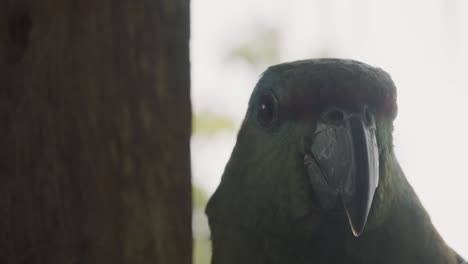 Macro-Headshot-Of-Festive-Amazon-Parrot-In-Ecuador,-Amazon-Rainforest