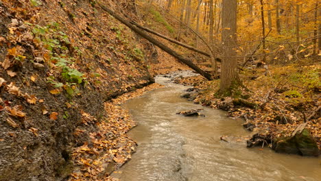 Iconic-autumn-forest-landscape-with-flowing-water,-pan-right-view