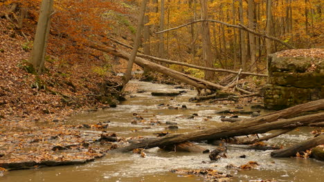 Iconic-autumn-forest-river-with-golden-tree-leaves-and-fallen-logs,-static-view