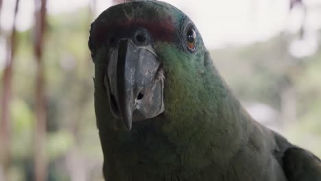 Nahaufnahmeporträt-Eines-Neugierigen-Festlichen-Papageis-Im-Regenwald-Von-Ecuador