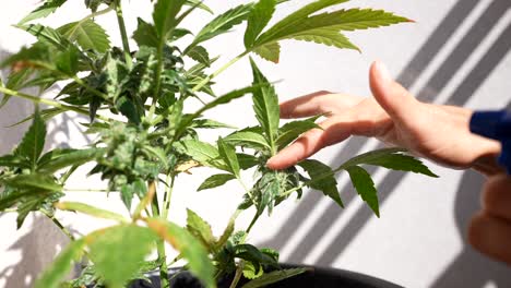 Rociando-Una-Planta-De-Cannabis-Al-Aire-Libre