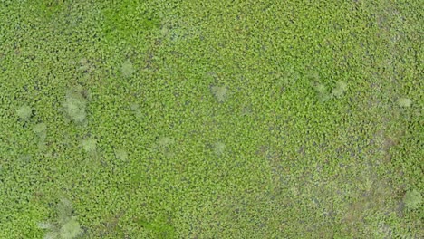 Drone-flying-towards-green-lillipads-and-moss-covering-lake-skadar-in-Podgoricia-Montenegro-Summer