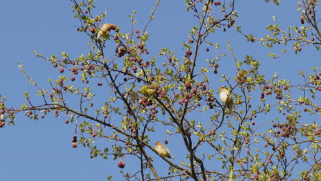 Yellow-cedar-waxwing-birds-eating-small-fruits-on-a-fruit-tree-branches