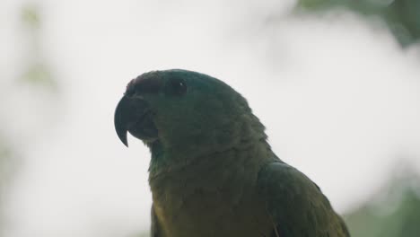 Der-Festliche-Amazonas-Papagei-Breitete-Seine-Flügel-Aus-Und-Machte-Sich-Bereit-Zum-Abheben