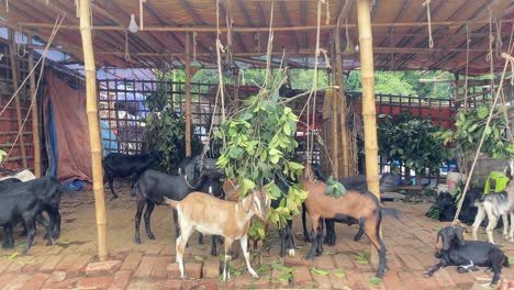 Grupo-De-Cabras-De-Bengala-Negras-Y-Marrones-Comiendo-Hojas-Verdes-En-Una-Choza