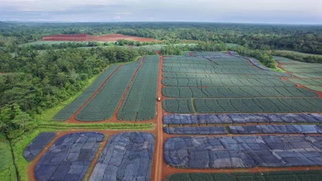 Pineapple-fields-and-surrounding-landscape-of-Upala,-Costa-Rica