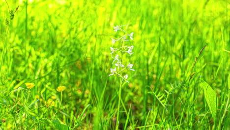 Zeitraffer-Nahaufnahme-Der-Platanthera-Pflanze-Mit-Weißen-Blüten,-Die-An-Einem-Sonnigen-Tag-Im-Grünen-Gras-Wachsen