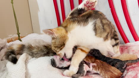 Calico-cat-tenderly-licks-newborn-baby,-slow-motion