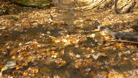 Wasser-Fließt-Inmitten-Von-Herbstlaub-Auf-Dem-Waldboden-Mit-Schönem-Hintergrund-In-Goldenen,-Gelben-Und-Braunen-Farben