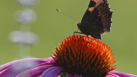 Ein-Kleiner-Schildpatt-Schmetterling-Ernährt-Sich-Im-Sonnenlicht-Von-Sonnenhut-5