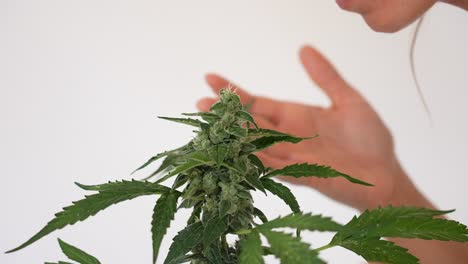 Nahaufnahme-Detailaufnahme-Einer-Mädchennase,-Die-Knospen-Einer-Cannabispflanze-Im-Freien-Riecht