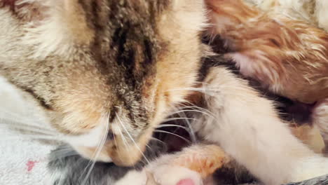 Closeup-of-wet-newborn-baby-kitten
