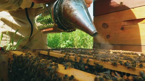 Close-up-of-a-beekeeper's-hands-using-a-smoker-to-calm-bees-on-wooden-honeycombs