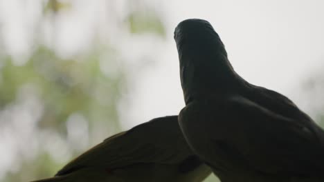Amazonas-Papageien--Mit-Bokeh-Naturhintergrund.-Selektive-Fokusaufnahme