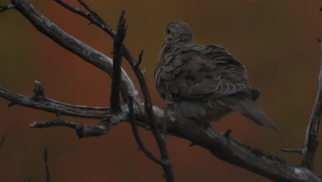 Lonely-Mourning-dove-perched-on-Branch-during-dusk-and-takeoff,-Close-up-Shot
