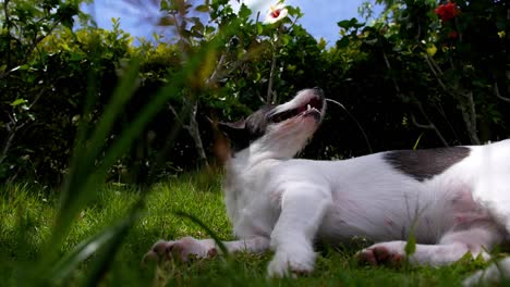 Low-angle-view-of-an-exhausted-dog-catching-his-breath-while-lying-in-the-grass-during-a-sunny-day