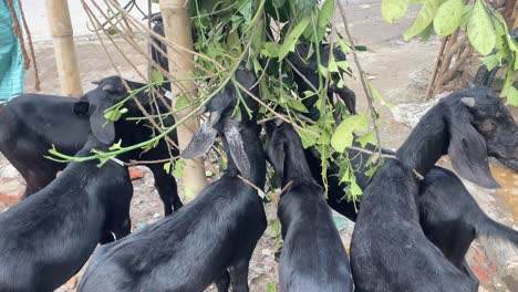 Group-of-Black-Bengal-goat-eating-leaves-from-tree,-high-angle-view,-static