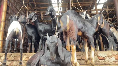 Group-Of-Black-Bengal-Goats-Tied-Together-With-One-Sitting-On-The-Floor