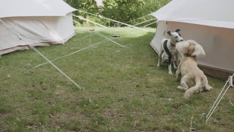 2-dogs-playing-next-to-canvas-tents