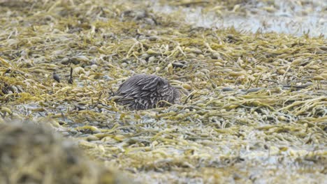 Close-up-on-an-single-otter-eating-in-amongst-the-seaweed-and-plant-debris