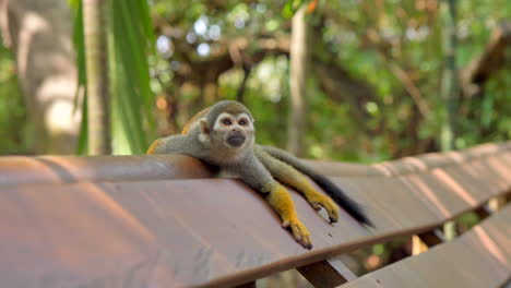 Squirrel-monkey-laying-on-handrail-during-hot-day-in-shadow