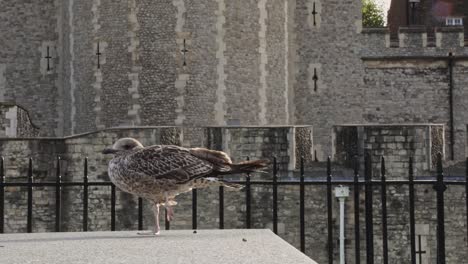 Gray-seagull-standing-on-one-leg-and-relaxing-on-a-stone-fence-at-the-Tower-of-London-in-the-UK