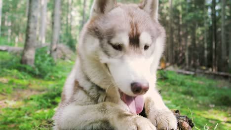 Portrait-of-a-husky-dog-licking-its-paws,-close-up-of-a-husky-dog-in-the-woods,-beautiful-domesticated-pet
