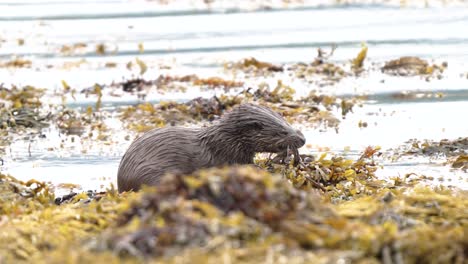 Eurasian-otter-eating-a-crab-on-the-shoreline-with-water-rippling-and-seaweed