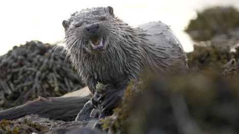 Erstaunliche-Nahaufnahme-Eines-Shetland-Otters-Mit-Nassem-Fell,-Der-Eine-Krabbe-Am-Ufer-Frisst