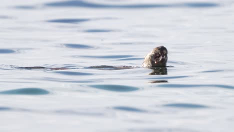 A-single-Eurasian-otter,-swimming,-diving-and-eating-fish-in-the-water